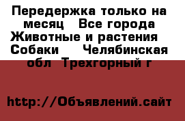 Передержка только на месяц - Все города Животные и растения » Собаки   . Челябинская обл.,Трехгорный г.